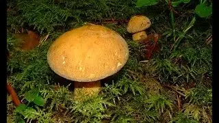 🎄Нашли грибы в сосновом лесу,разные моховики,кобылы и другие.