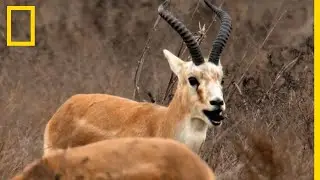Les incroyables capacités de résilience de la gazelle à goitre