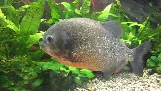 Live piranha swims in an aquarium
