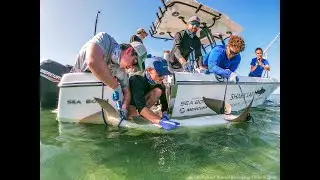 Lemon Shark Workup in the Florida Keys