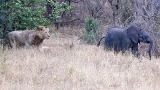 Male Lions Chase Elephant Calf