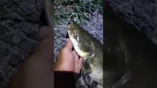 тягнем сома