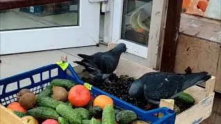 Голуби и виноград
