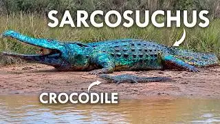 Sarcosuchus Walked So Crocodiles Could Run