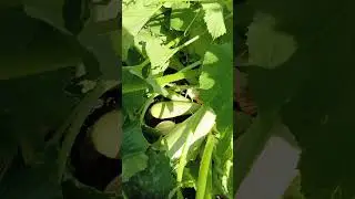 Мой любимый сорт кабачка "Хьюго"