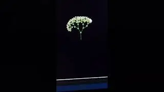 Python Turtle Flower Art 🌸 | Easy Coding Tutorial