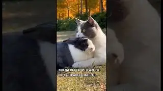 ПРО ОТНОШЕНИЯ КОГДА ВЫ РАЗНЫЕ 😅 #путешествия #отношения