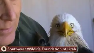 Feeding critically ill Bald Eagle March 26 2013