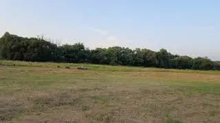 Отара овец