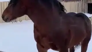 Русский тяжеловоз 
