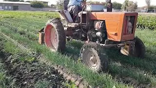 Пиёз етиштириш (Август пиёзи) агротехникаси