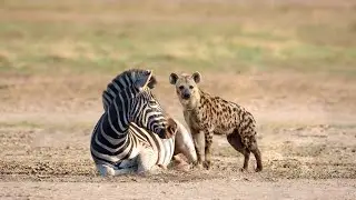 Hyena Attack Zebra In The Wild