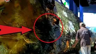 Poisonous Wood Sap || Sawing Dangerous Rare Wood || Sawmill