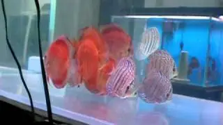 Red Cover and Heckel Cross discus 2010.01.20
