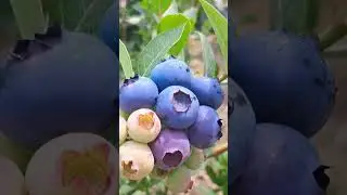 ГОЛУБИКА СУПЕР ЯГОДА И УРОЖАЙ #shorts #урожай #огород #ягоды