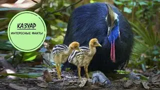 КАЗУАР🐦/Драчун с серьгами и шлемом👍