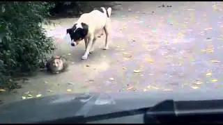 Прикол!! собака партизанит за кошкой