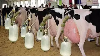 Farm #WithMe Cow Farming Milk Feeding Pretty Girl Cowshed Cleaning