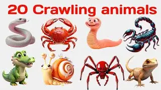 15 Crawling Animals Names | Kids Learning Video | Reptiles & Crawling Creatures for Kids 