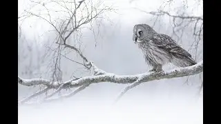 Great Grey Owl, Sweden february 2023