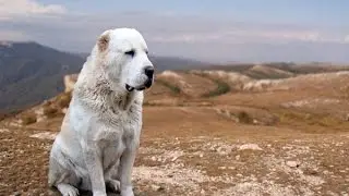 Turkmen Alabai Dogs - Alabai Photos