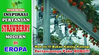 INSPIRASI PERTANIAN STRAWBERRY MODERN DI EROPA | INSPIRASI PERTANIAN | PETANI MILENIAL