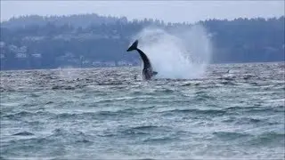 Southern Resident Killer Whales at Point Robinson: The Cartwheel Contest, December 3, 2012