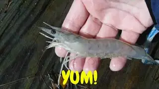 Throwing a 6 Foot Cast Net and Catching Shrimp