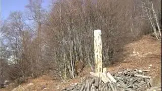 L'energia che vien dal bosco