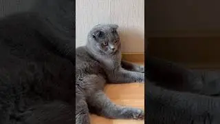 С добрым утром! #shorts #cat #kitten