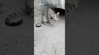 #cat #nature
