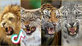 Badass Animals Tiktok Compilation