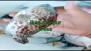 alhamdulilah