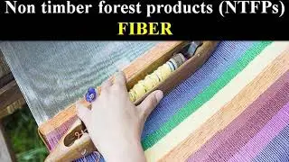 Non timber forest products (NTFPs) : Fiber (Part 2)