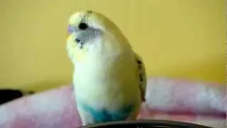 Rainbow the Tame parakeet 1