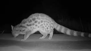 GENET (BEAUTIFUL ANIMAL YOU DIDN'T KNOW EXISTED)