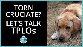 Knee Surgery for Dogs - Canine Cranial Cruciate Ligament Repair - The TPLO Explained