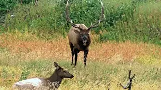Magnificent Elk Bull Guarding His Harem During the Rut
