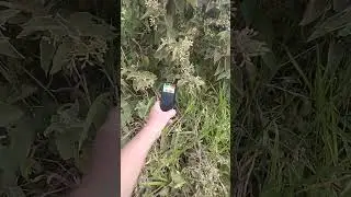 Voltei na mata com o K2 onde registrou atividade espiritual.