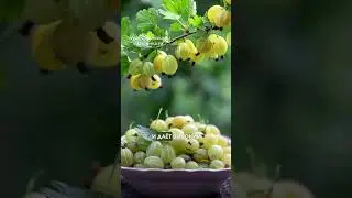Лучший крыжовник для северо-запада — сорт Балтийский.