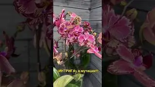 #орхидеи