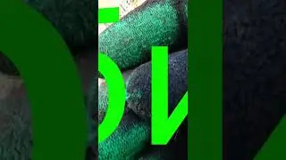 Сибирская полушка
