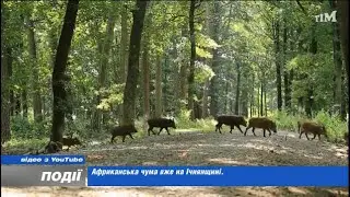 African plague is already in the Ichnyan region - quarantine measures are being introduced. 2023-...