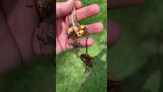 Squirrel Corn roots #wildflowers #environment
