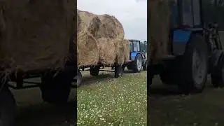 #овцы#сено#эдильбай#гиссар#