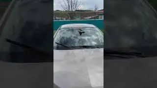 Птичкины покатушки.