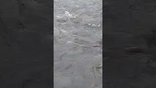 Valdez Pink Salmon Run