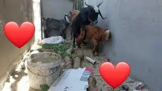 Mullet goat playing with baby goat