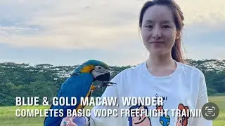 WOPC Member’s Blue & Gold Macaw Completes Basic Freeflight Training