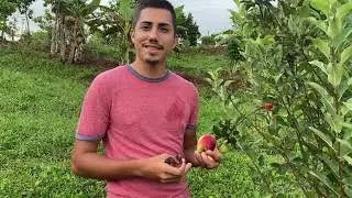 Cosechando manzana en el trópico de Puerto Rico